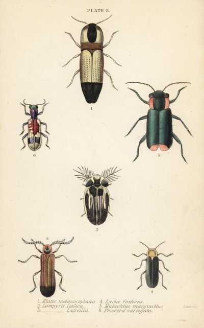 Klikkbiller: Melanoxanthus melanocephalus 1, Lucola italica 2, Lampyris latreillii 3, Lycus festivus 4, bløtvingeblomstbille, Clanoptilus marginellus 5 og Priocera variegatus 6 av English School