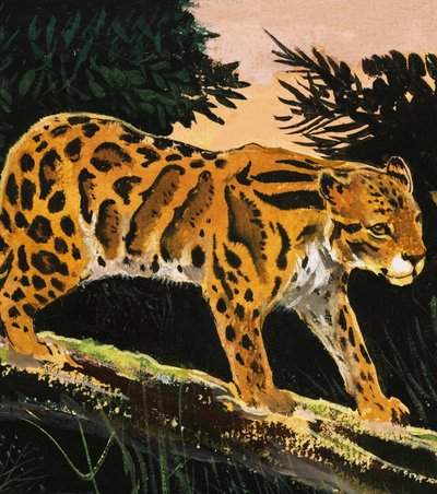 Skyet leopard av English School