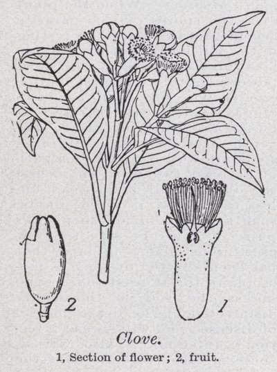 nellik (litho) av English School