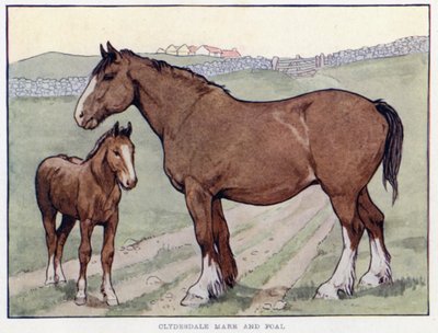 Clydesdale hoppe og føll av English School