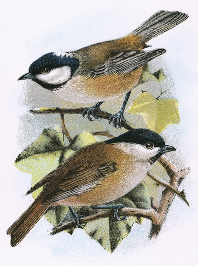 Kullmeis (øverst) og myrmeis (nederst) av English School