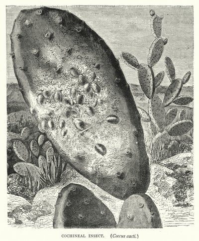 Cochenilleinsekt, Coccus kaktuser (gravering) av English School