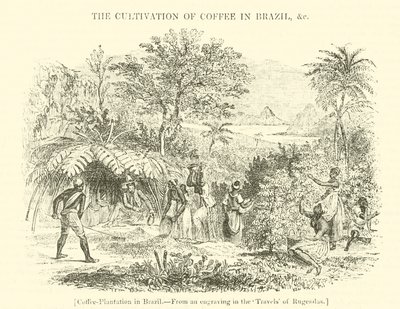 Kaffeplantasje i Brasil av English School