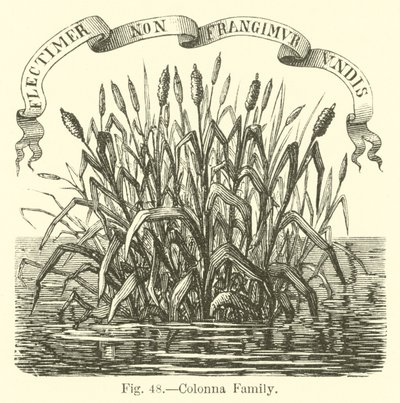 Colonna familie av English School
