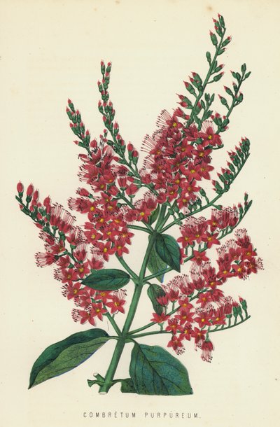 Combretum Purpureum av English School