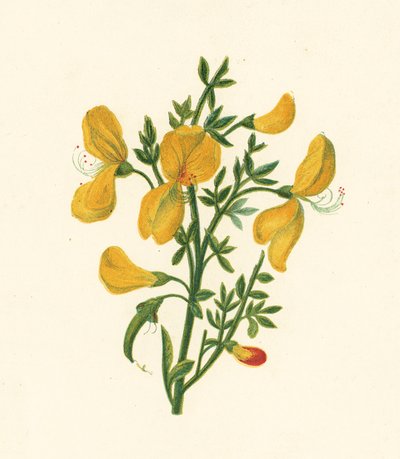 Vanlig kost, Cytisus Scoparius (farge litho) av English School