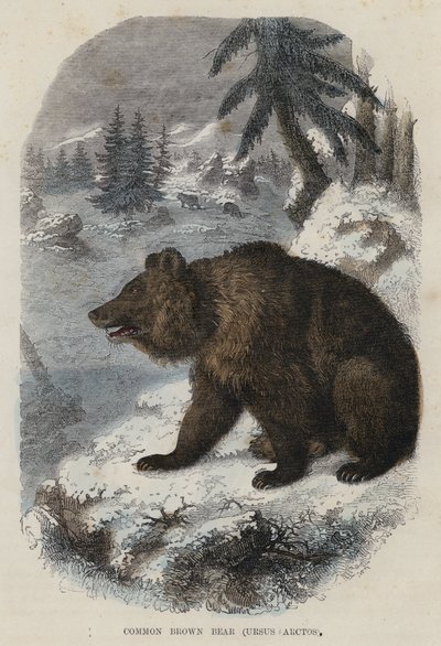 Vanlig brunbjørn, Ursus Arctos (farget gravering) av English School