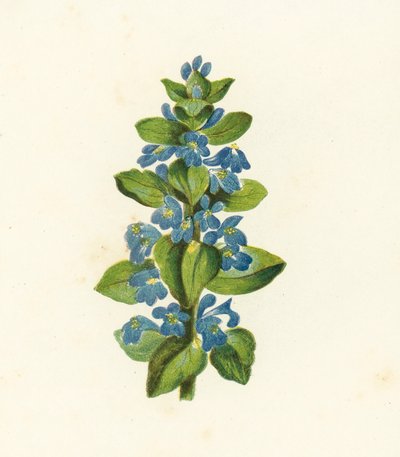 Common Bugle, Ajuga Reptans (farge litho) av English School
