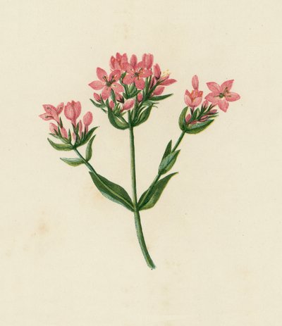 Vanlig tusenfryd, Erythraea Centaurium (fargelitografi) av English School
