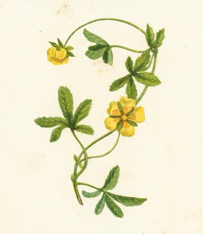 Vanlig krypende Cinquefoil, Potentilla Reptans (farge litho) av English School