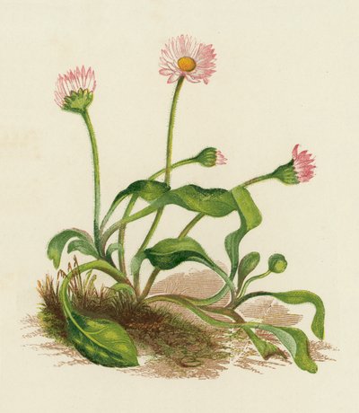 Common Daisy, Bellis Perennis (farge litho) av English School