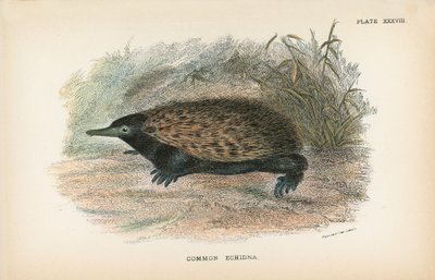 Vanlig Echidna av English School