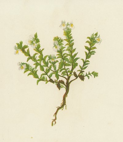 Vanlig øyentrøst, Euphrasia Officinalis (fargelitografi) av English School