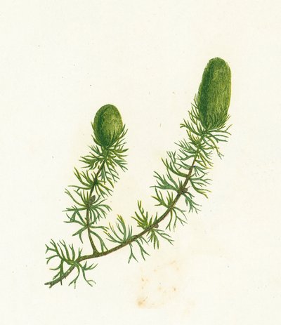 Vanlig hornurt, Ceratophyllum Demersum av English School