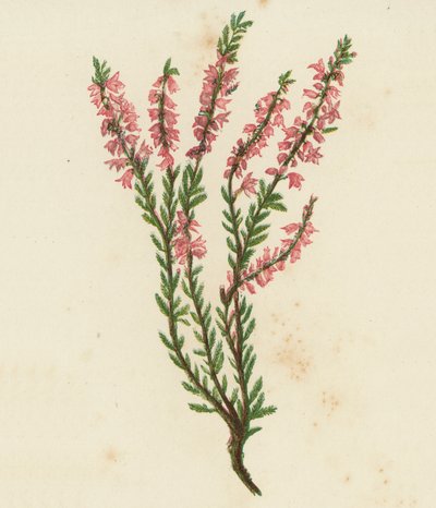 Vanlig lange, eller lyng, Calluna Vulgaris (fargelitografi) av English School