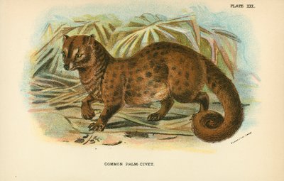 Vanlig palme-civet av English School