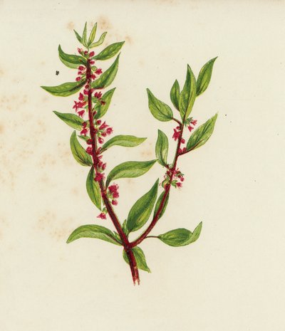 Vanlig veggpellitorie, Parietaria Officinalis (fargelitografi) av English School