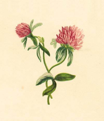 Vanlig lilla trefoil, Trifolium Pratense av English School
