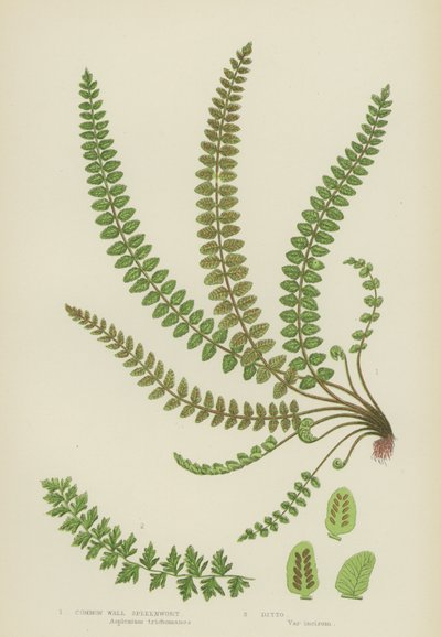 Vanlig veggmilturt (farge litho) av English School