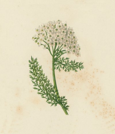 Ryllik eller milfoil, Achillea Millefolium (farge litho) av English School
