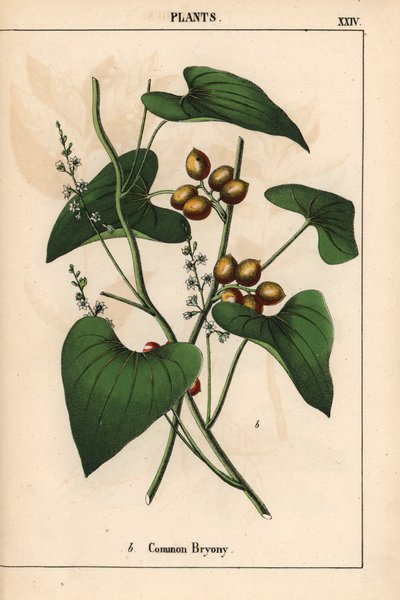 Vanlig bryony med gylne bær. Bryonia alba   , fra "The Instructive Picturebook, or Lessons from the Vegetable World," [Charlotte Mary Yonge], Edinburgh av English School
