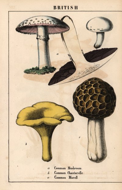 Vanlig sopp Agaricus, gullkantarellsopp Cantharellus cibarius og morellsopp Morchella esculenta   , fra "The Instructive Picturebook, or Lessons from the Vegetable World," [Charlotte Mary Yonge], Edinburgh av English School