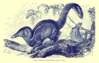 Trespissmus, illustrasjon fra #39;The Royal Natural History#39; (lito) av English School