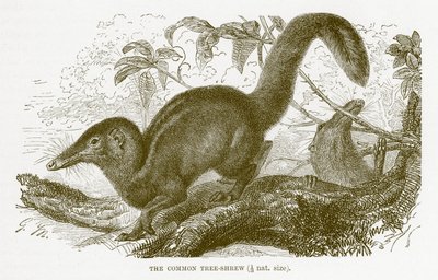 Vanlig trespiss, illustrasjon fra The Royal Natural History av English School