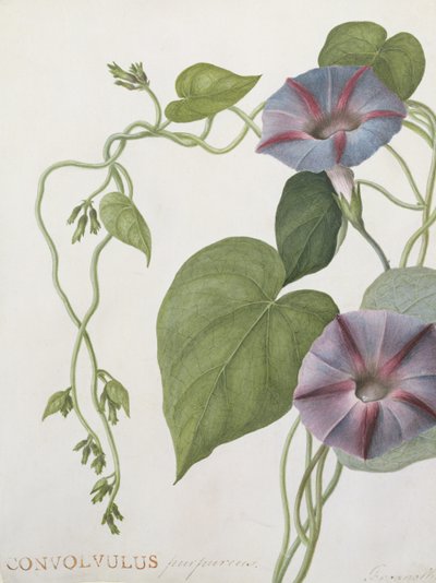 Convolvulus Purpurus (wc på vellum) av English School