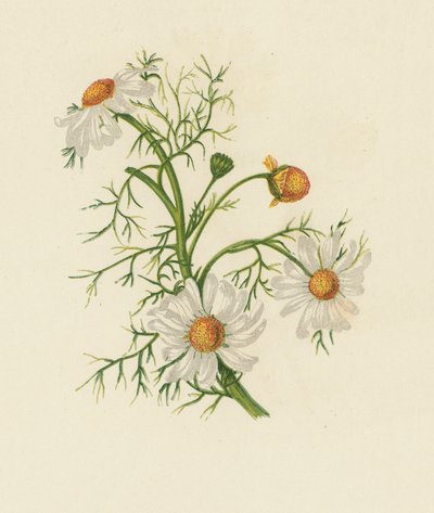 Maisfeberfew, Pyrethrum Inodorum (farge litho) av English School