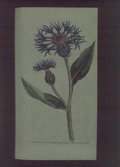 Kornblomst (Centaurea montana), tallerken 77 fra William Curtis '' The Botanical Magazine '(eller' Flower Garden Displayed '), pub. 1789-90 (gravering) av English School