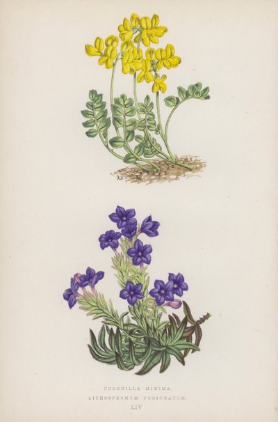 Små kroner; Lithospermum Prostratum (farge litho) av English School