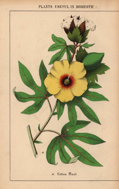 Bomullsplante, med gul blomst og hvit bomullsbolle.  , fra "The Instructive Picturebook, or Lessons from the Vegetable World," [Charlotte Mary Yonge], Edinburgh av English School