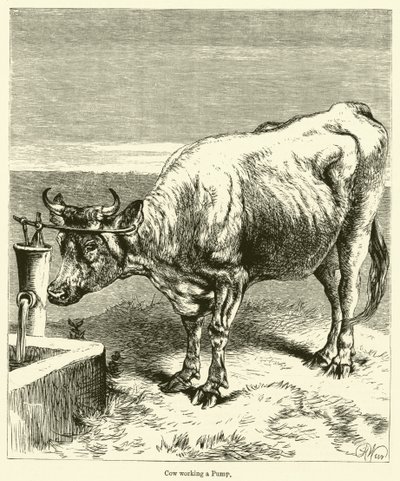 Kuh arbeitet an einer Pumpe von English School