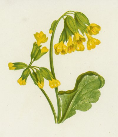 Cowslip, Spring Primrose (farge litho) av English School