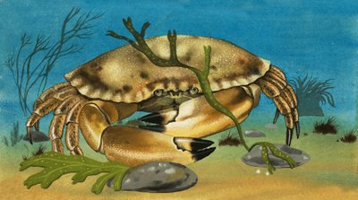 Krabbe av English School