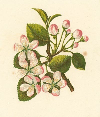 Krabbeeple, Pyrus Malus (farge litho) av English School