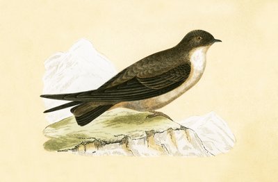 Crag Swallow, illustrasjon fra 