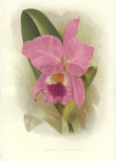 Crimson Cattleya av English School