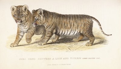Unger avlet mellom en løve og tigress, tre måneder gamle, 1827-1835 av English School