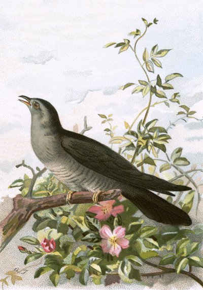 Kuckuck von English School