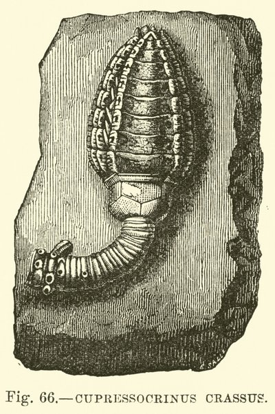 Cypressocrinus av English School