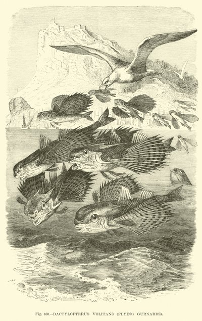 Dactylopterus Volitans, Flying Gurnards av English School