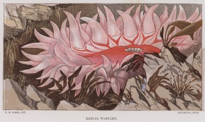 Dahlia Wartlet (fargelitografi) av English School