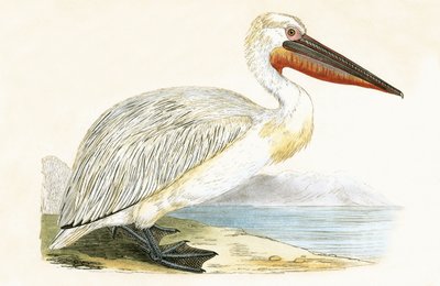 Dalmatian Pelican, illustrasjon fra 