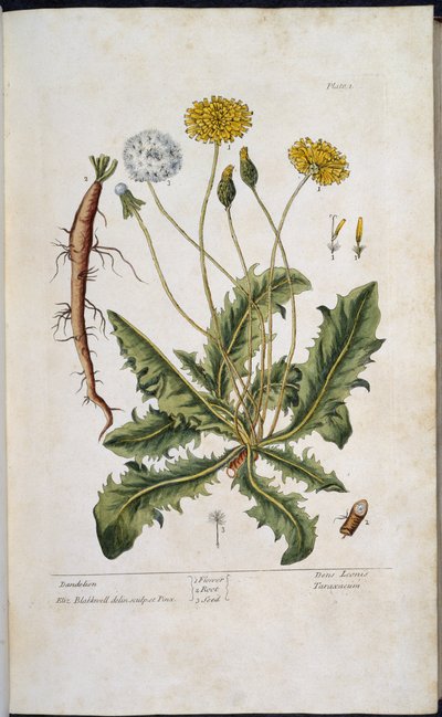 Løvetann, fra 'A Curious Herbal...' av Elizabeth Blackwell av English School