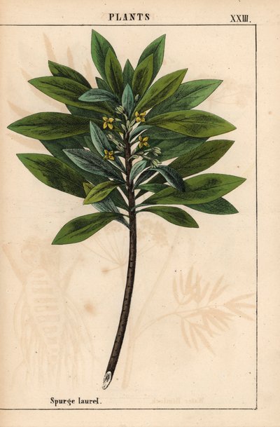 Daphne laureola eller Spurge-laurel   , fra "The Instructive Picturebook, or Lessons from the Vegetable World," [Charlotte Mary Yonge], Edinburgh av English School