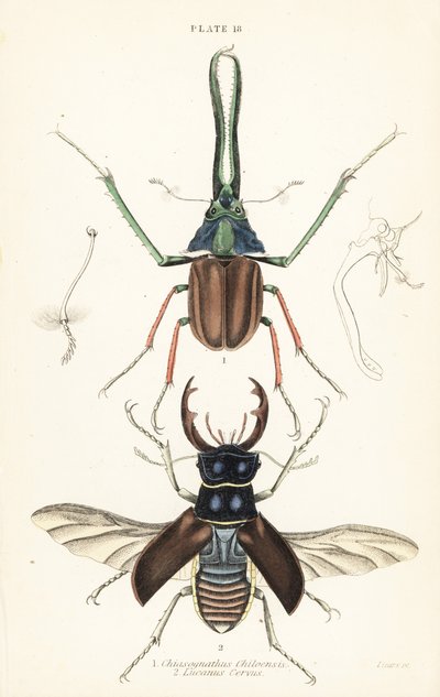 Darwins hjort, Grants hjortebille eller den chilenske hjortebille, Chiasognathus grantii 1, og den europeiske hjortebille, Lucanus cervus av English School
