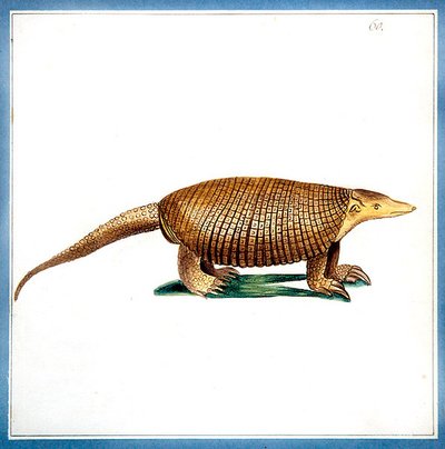 Dasypus beltedyr, ca. 1810 (akvarell på papir) av English School