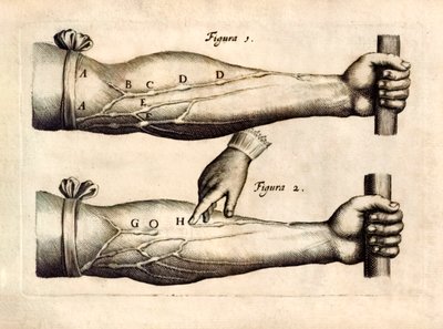 De Motu Cordi, satt Sanguinis i Animalibus